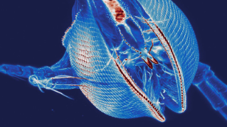 斑马鱼血管系统的薄片显微镜成像