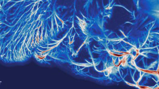 利用薄片显微镜对斑马鱼的小胶质细胞和血管系统进行成像，跟踪小胶质细胞的运动。