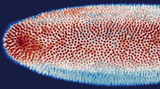 斑马鱼的小胶质细胞