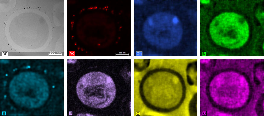 酵母细胞的亮场图像和单元素图