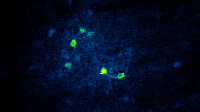 全息光刺激NeuraLight 3 d (SLM)的神经元表达GCaMP6和ChRmine在离岸金融中心通过4.2毫米grin透镜。