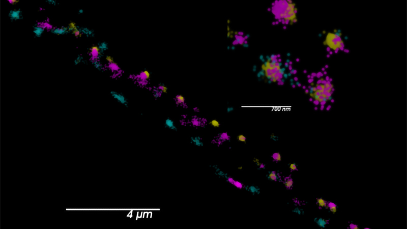 两个突触钙通道分别用SNAPf::JF549(青色)和HaloTag::JF646(洋红色)标记。Skylan-S(黄色)标记活动区域标记。由犹他大学乔根森实验室提供