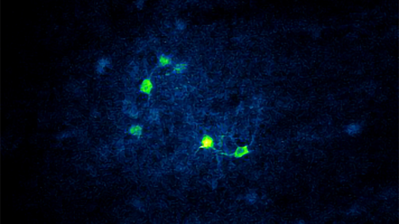 Holographic photostimulation  with NeuraLight 3D (SLM) of neurons expressing GCaMP6 and ChRmine in OFC through 4.2 mm grin lens.