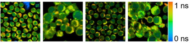 前两个图像放大es on the left present non-activated vs. activated cells in donor C, next two images show non-activated vs. activated cells in Donor D