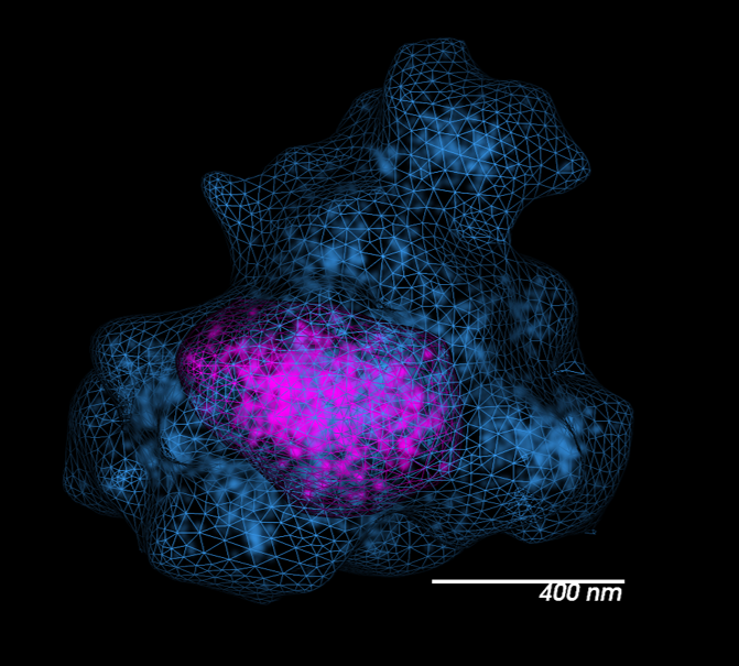 第19号染色体拓扑关联域(TAD，洋红色)在一个隔室(蓝色)内。由哈佛大学Guy Nir和Ting Wu提供。