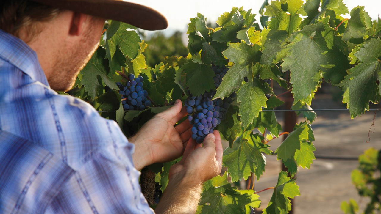 酿酒师检查葡萄园里的葡萄。