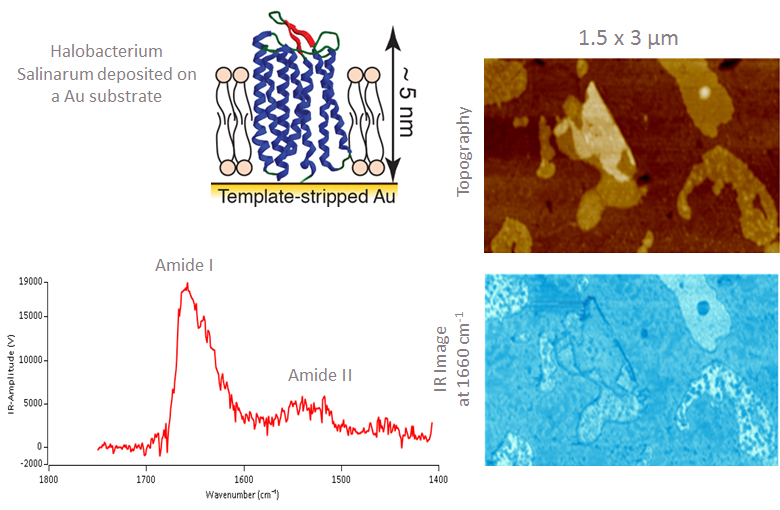 nanoIR——Halobacterium Salinarium膜