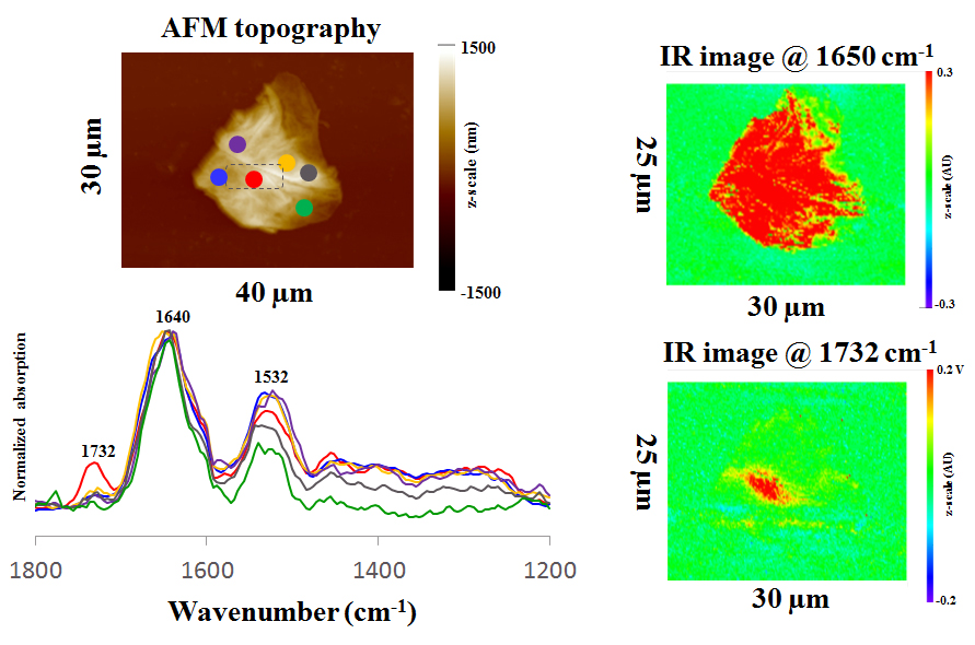 纳米红外光谱-角质层甘油三酯的分布