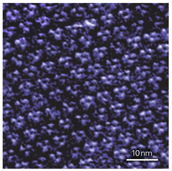 NanoWizard生物科学-细菌视紫红质的地形图