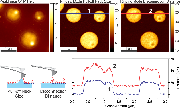 响模式+ PeakForce QNM图像同时获得对PS /低密度聚乙烯聚合物样品显示区别扯下颈部大小和分离距离的数据通道(图和横截面)。断开的距离(图E)包括两个脖子的长度(图D)和剩余的表面分子。