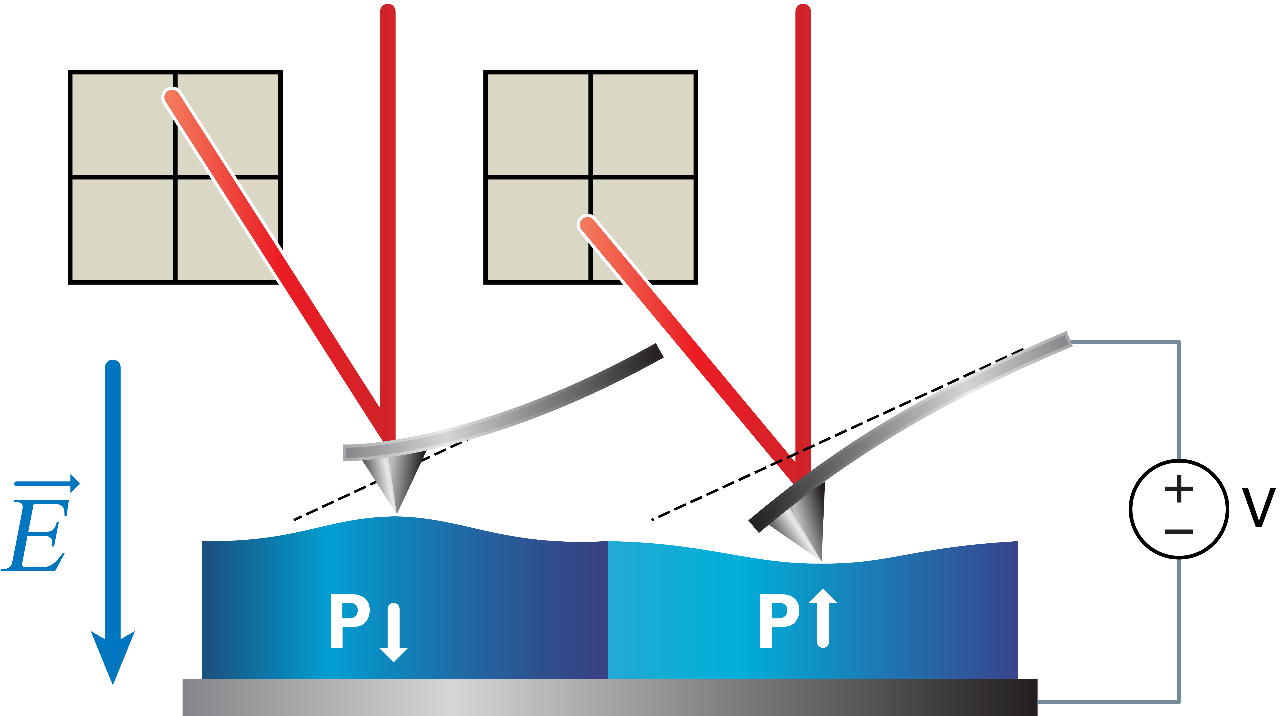 样品的PFM响应图，用蓝色表示，正的电致伸缩常数在左边和右边用文字表示。当畴的极化平行于增加的电场时，样品(蓝色部分)正在膨胀