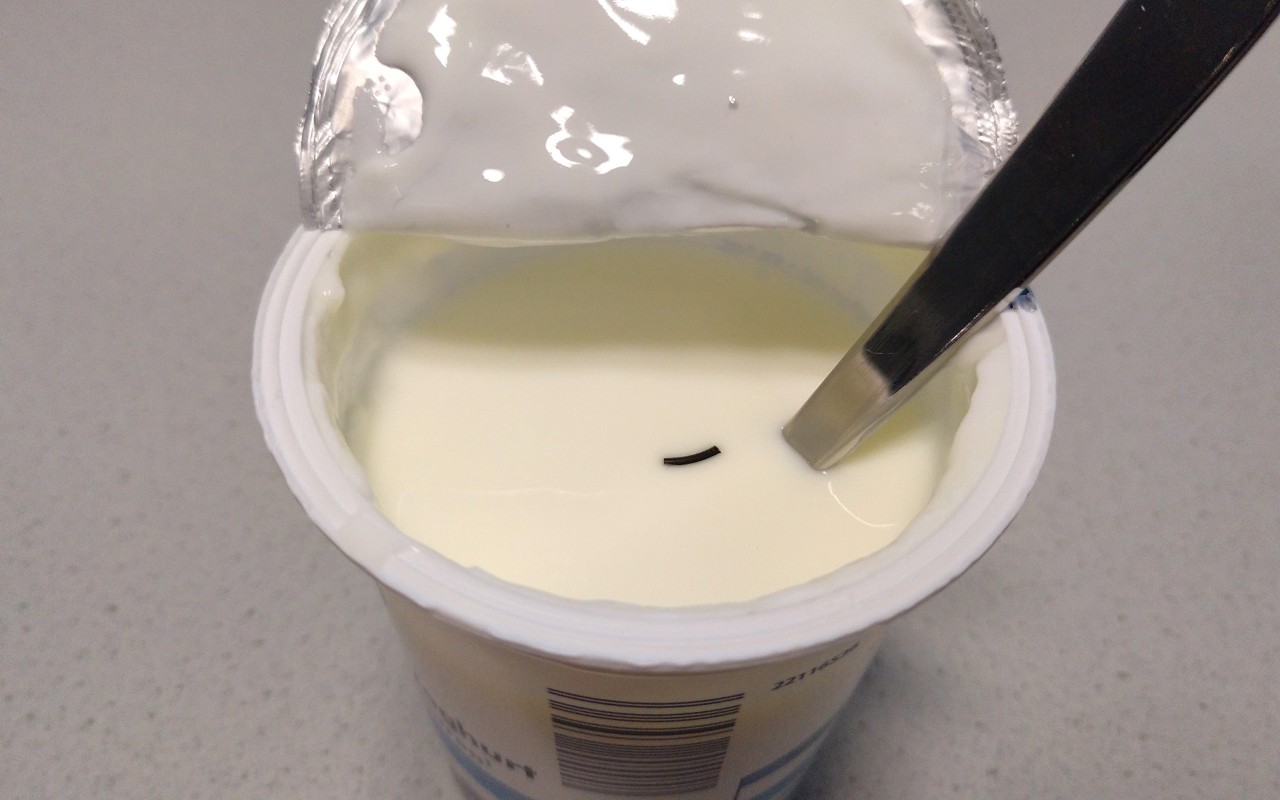橡胶密封圈片段在酸奶