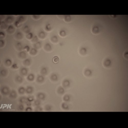 纳米跟踪器-传输球胭脂
