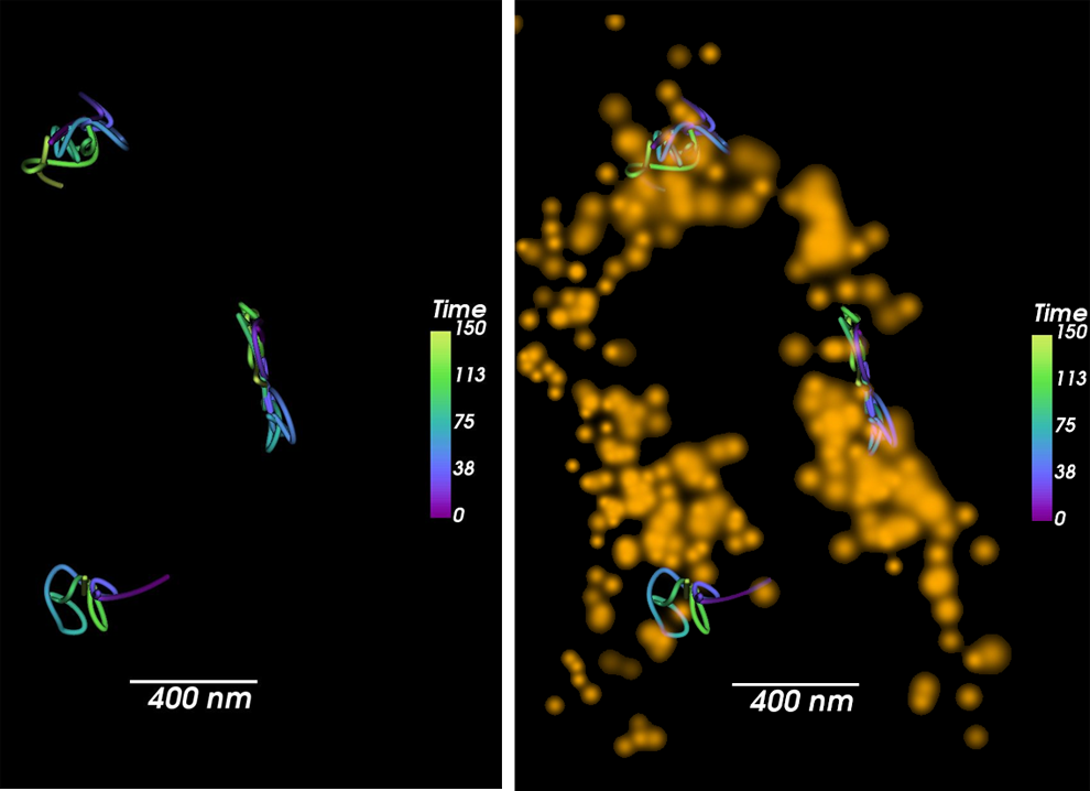 生活结合粒子跟踪个人tom20蛋白质(左)和线粒体成像(右)。