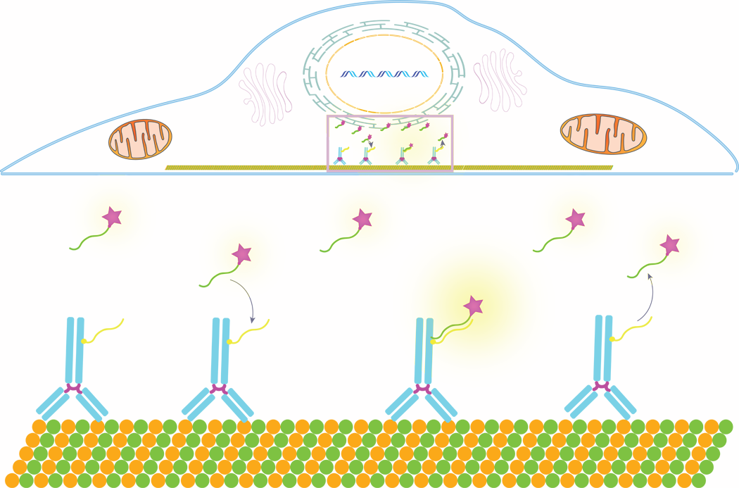 DNA-PAINT工作原理的卡通渲染图，显示了目标分子(如抗体)的低聚基条形码，用于在纳米分辨率下对细胞目标进行多重蛋白质组成像