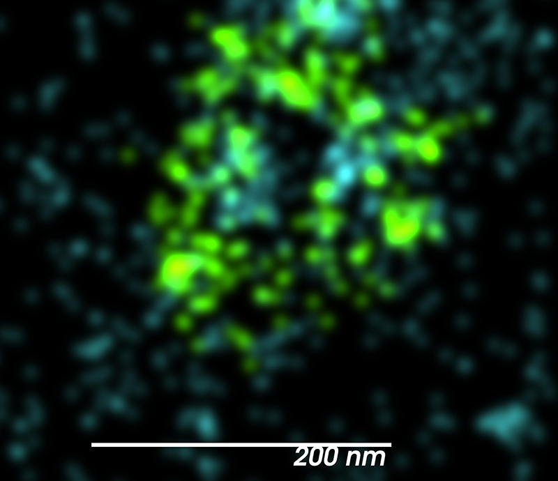 用DNA-PAINT技术捕获的网格蛋白笼及其相关的肌动蛋白细胞骨架的特写视图