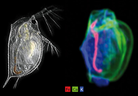 micro-XRF图像采集的水蚤M4龙卷风