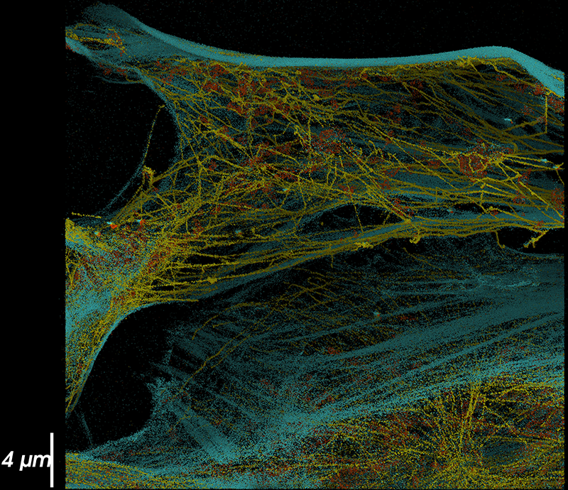 超分辨率成像显示复杂的相互作用的微管蛋白,肌动蛋白和线粒体网络