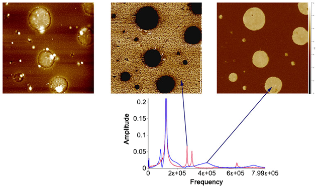 nanoIR -聚合物混合的洛伦茨接触共振