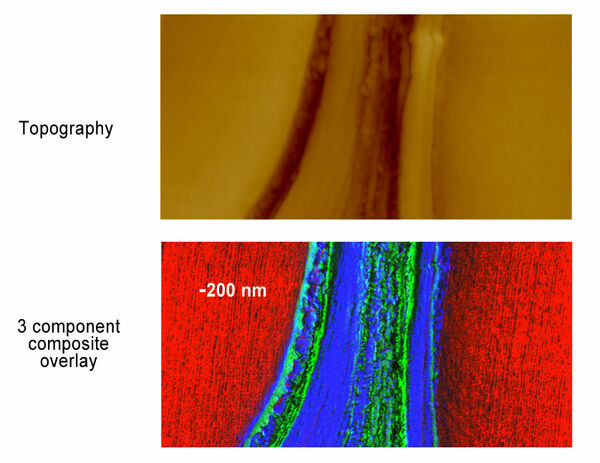 nanoIR -木细胞壁的洛伦茨接触共振