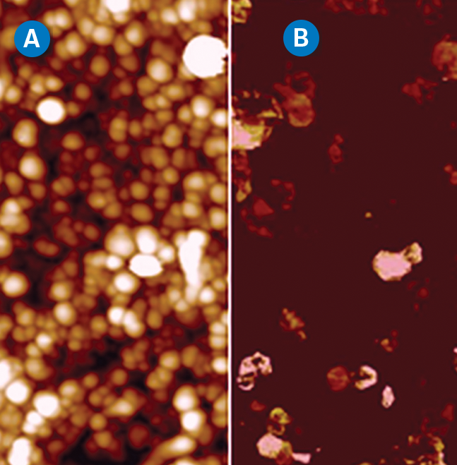 使用PeakForce TUNA模块获得的垂直碳纳米管层的形貌(A)和电流分布(B)图。该结果使用传统的接触模式无法获得。扫描范围为1 μm。