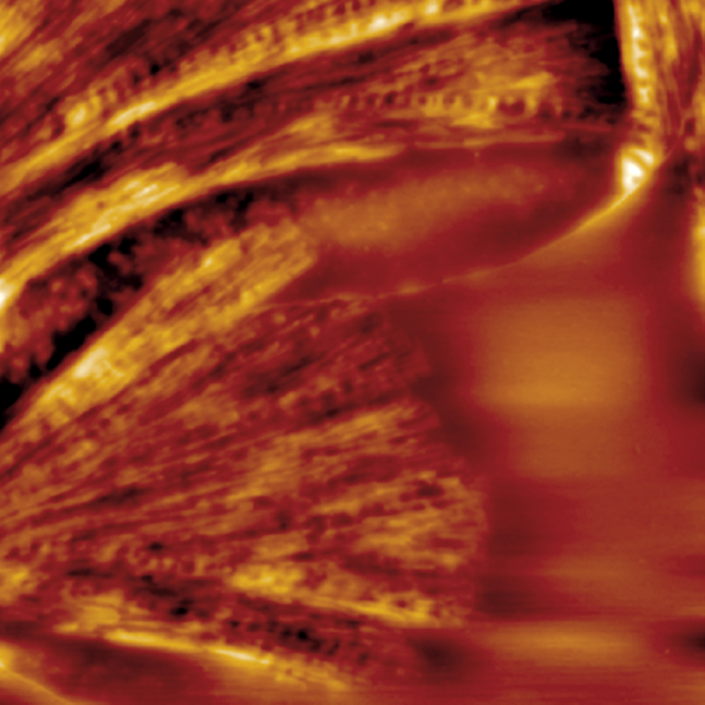 Size FastScan AFM - temperature control and thermal analysis